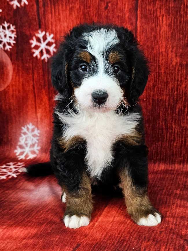 Puppy Smart Collection